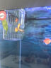 魚(yú)缸隔離盒孔雀魚(yú)繁殖盒熱帶魚(yú)小魚(yú)孵化盒大小號幼魚(yú)孵化器產(chǎn)卵房 雙房大號 + 豐年蝦卵(幼魚(yú)吃)15g 曬單實(shí)拍圖