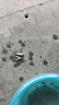 魚苗批發(fā)武昌魚苗淡水養(yǎng)殖食用扁魚苗三角魴團(tuán)頭魴邊魚苗超好養(yǎng)鳊 鳊魚3-5厘米50條送10%防損 曬單實(shí)拍圖