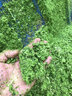 沃農賽德 牧草打漿機鍘草機雞鴨豬養殖小型家用青草秸稈粉碎機玉米磨漿機 【沙克龍】4刀盤(pán)+5.5KW220V電機 曬單實(shí)拍圖