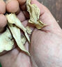 北京同仁堂【大藥房直售】樂(lè )材廣東小黃姜干片泡水喝500.g食用云南生姜片泡茶干姜絲干老姜片 【正宗云南羅平縣小黃姜 生長(cháng)三年采挖】 曬單實(shí)拍圖