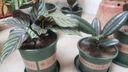 御春閣室內(nèi)綠植花卉盆栽室內(nèi)孔雀竹芋 貓眼彩虹綠植盆栽四季常青植物 新飛羽竹芋20-30高 曬單實拍圖
