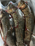 御瀘鮮湘正宗微山湖野鯽魚土鯽魚鮮活現(xiàn)殺現(xiàn)發(fā)淡水鯽魚大鯽魚小鯽魚批發(fā) 小鯽魚3斤裝(6-9條/斤)順豐發(fā)貨 曬單實拍圖