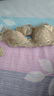 IOSN夏季內(nèi)衣女透氣薄款 聚攏蕾絲文胸?zé)o海綿胸罩 膚色 無(wú)鋼圈薄海綿 85C 38C 曬單實(shí)拍圖