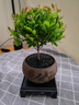 京悠雨金絲楠木小葉赤楠盆景老樁盆栽苗花卉辦公室內(nèi)桌面小綠植好養(yǎng)四季 小葉赤楠+旭日東升瓷盆+圓底托+苔蘚+肥料 不含托盤 曬單實拍圖