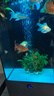 備能 慶大霉素魚(yú)藥孔雀魚(yú)錦鯉金魚(yú)斗魚(yú)水霉病爛尾爛肉掉磷趴缸魚(yú)用 曬單實(shí)拍圖