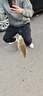榮予野釣者釣魚餌料鯽魚鯉魚草魚羅非青魚黑坑通殺魚飼料直接掛鉤顆粒 【3瓶小顆粒+3瓶大顆粒】送雙鉤 曬單實拍圖