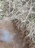 熏哈哈 鼢鼠 地鼠  哈老 土拔鼠 瞎瞎 地羊 特效粉劑 戶外高效 一公斤 百分85含量 曬單實拍圖