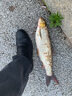 國王路亞餌T尾軟餌淡水鱖魚餌鉛頭鉤倒釣鱸魚翹嘴根釣假擬餌 6.3cm/02色/16條 曬單實(shí)拍圖