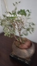 禪意小葉赤楠老樁盆景苗植物花卉微景觀(guān)辦公室內好養四季常青盆栽 3年赤楠原盆原土【無(wú)底座】 隨機一個(gè)鏤空底座+肥料 曬單實(shí)拍圖