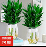 觀音竹富貴竹水培植物帶根發(fā)貨辦公室內(nèi)盆栽客廳花卉易活植物水養(yǎng) 【特惠2盆】3棵+[龍蛋瓶] 曬單實(shí)拍圖