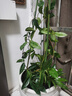 飛沭球蘭花盆栽室內陽(yáng)臺藤本植物花卉銀斑白花球蘭花苗 銀斑球蘭【超大顆苗】 曬單實(shí)拍圖