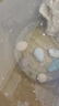 冷水黃金泥鰍苗金色清潔魚工具魚清道夫好養(yǎng)耐活新練手觀賞小金魚 金鰍3cm左右（很?。?0條 曬單實(shí)拍圖