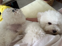 拉夫威爾ruffwear福朗特胸背狗狗胸背帶大小型犬拉布拉多背心式牽引背帶 春日山脈 XS 曬單實拍圖