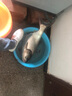 釣魚(yú)王地獄貓?chǎng)桏谲娞撞宛D浮釣鰱鳙大頭魚(yú)花白鰱大魚(yú)巨物餌料釣魚(yú) 地獄貓?chǎng)桏?50g*3包 曬單實(shí)拍圖