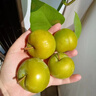 鮮其蜂糖李貴州脫骨李子大果脆酸甜孕婦新鮮水果禮盒JD/順豐中秋節 2斤精選【無(wú)禮盒】 曬單實(shí)拍圖