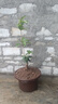 大型桂花庭院綠植別墅綠化桂花大樹(shù)老樁門(mén)口院子室外金桂四季開(kāi)花 老樁根部盆栽 曬單實(shí)拍圖