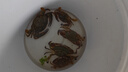 光威（GW）光威（GW） 光威速龍投二代海釣竿超硬調釣魚(yú)桿拋投魚(yú)竿海竿 2.7m +速龍40+10號鉤+線(xiàn)5號 曬單實(shí)拍圖