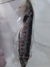 跑山密水農家【冰鮮】水庫黑魚2斤 活魚現殺烏魚 燒烤 寶寶食材源頭直發(fā) 曬單實拍圖
