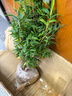 水培米竹室內(nèi)盆栽植物水養(yǎng)觀音竹富貴竹南天竹客廳竹子花卉綠植 精品米竹20顆【30-40厘米】 曬單實(shí)拍圖