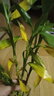 綠有意富貴竹水培植物轉(zhuǎn)運竹花卉綠植室內(nèi)盆栽綠水養(yǎng)帶根鮮花發(fā)蘿財 富貴竹65-75cm6棵+營養(yǎng)液+生根粉 不含盆 曬單實拍圖