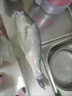 鮮馳海鱸魚新鮮冷凍海魚鮮活深海魚大號七星魚海鮮水產(chǎn)海產(chǎn)品年貨盧魚 3條新鮮海鱸魚【3斤裝】凈重 曬單實拍圖