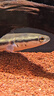 吉印魚(yú)缸燈i7Pro雷龍魚(yú)專(zhuān)用燈定時(shí)調光燈led防水日出日落潛水雷龍燈 雷龍pro96cm【適合96-105cm魚(yú)缸】 曬單實(shí)拍圖