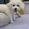 皇家狗糧幼犬狗糧幼犬奶糕寵物小型犬MIJ31全價(jià)犬糧2-10月8KG 曬單實(shí)拍圖