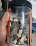 相遇紅顏5-8cm 50g羊肚菌頭茬精品野生菌菇云南山珍特產(chǎn)煲湯燉雞南北干貨  曬單實(shí)拍圖