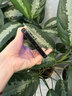 THC X70Pro 2025新款八核智能手機(jī)高清學(xué)生備用游戲機(jī)百元便宜老年機(jī)大屏大內(nèi)存長(zhǎng)續(xù)航電競(jìng)?cè)W(wǎng)通手機(jī) 璨夜黑 【原裝全新】8G+256G 曬單實(shí)拍圖