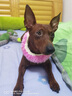 寵愿（PETWISH） 迷你杜賓小鹿犬沐浴露專用除螨抑菌寵物洗澡香波去屑狗狗沐浴液 曬單實拍圖