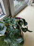 仙客來(lái)盆栽帶花大花重瓣花卉植物室內花好養活四季開(kāi)花陽(yáng)臺仙鶴來(lái) 粉色【大花】花期帶花 13cm盆簡(jiǎn) 曬單實(shí)拍圖