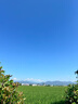 1號(hào)會(huì)員店（One's Member）精釀壹號(hào) 德式全小麥白啤酒500mI*24罐整箱進(jìn)口酒花聚會(huì) 蘇超看球 曬單實(shí)拍圖