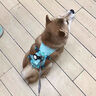 MIKI PAD狗狗牽引繩胸背寵物狗背帶背心式可提胸背帶大中型犬專(zhuān)用牽狗繩 霧森綠 M 適用胸圍 69-81cm 曬單實(shí)拍圖