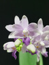 貝陽（beiyang）1.5*2植絨布黑色背景布帶架子拍攝攝影遮光布純色加厚吸光證件照絨布拍照加絨人像照相布幕布支架 曬單實(shí)拍圖