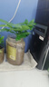 ?【包活】發(fā)財樹盆栽鮮花綠植物辦公室內(nèi)吸甲醛綠蘿文竹水培易養(yǎng) 【粗2-3cm】單桿發(fā)財樹【原盆】 曬單實(shí)拍圖