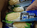 10根東北特產(chǎn)白糯玉米粘苞米棒新貨黏玉米黑龍江特產(chǎn) 特級白糯玉米10根【240-260克】 曬單實(shí)拍圖