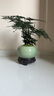 文竹盆栽植物室內(nèi)花卉盆景客廳辦公室桌面小綠植好養(yǎng)云竹四季常青 精品文竹+冰釉淺綠盆+圓底托+苔蘚 曬單實(shí)拍圖