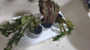 瘋狂水草魚缸水草真水草凈化水植物種植環(huán)綠菊花紅松尾狐尾草源頭直發(fā)包郵 曬單實(shí)拍圖