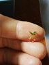 中國黃金（CHINA GOLD）黃金耳釘女款足金靈動蝴蝶彎鉤款耳飾情人節(jié)生日禮物送女友愛人 玫瑰禮盒+蝴蝶耳釘 約0.4g 曬單實拍圖