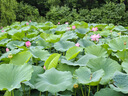 紐麥福(Meadow Fresh) 新西蘭進(jìn)口 全脂高鈣純牛奶 200ml*30 200mL*30盒 曬單實拍圖
