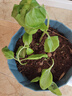意大利進口大葉羅勒Italian Large Leaf Basil幼苗可土培食用香草 【6棵】大葉羅勒 （適合蔥姜蒜搭配） 曬單實拍圖
