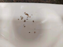 康佳超聲波潔牙器洗牙器結石去清除潔洗牙齒沖洗器去黃牙結石神清潔器煙漬茶漬工具醫(yī)用母親節(jié)禮物 星空藍95%選擇【真超聲波醫(yī)療器械認證】 4支噴頭 曬單實拍圖