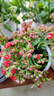長(cháng)壽花盆栽重瓣金狐貍大花帶花苞花苗四季室內開(kāi)花好養的花卉植物 國旗紅（帶花苞四季開(kāi)花） 不含盆 曬單實(shí)拍圖