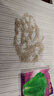 孔雀菜種子四季種庭院可生吃高營養(yǎng)直立生菜種子盆栽地栽沙拉生菜 孔雀菜種子 剛到新種2包2240粒 曬單實拍圖