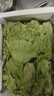 意大利生菜沙拉蔬菜生吃蔬菜現(xiàn)摘現(xiàn)發(fā)火鍋刷菜烤肉包菜新鮮批發(fā) 商超精品去壞葉五斤裝 曬單實(shí)拍圖