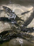 魚竿支架釣魚竿炮臺自動鎖桿地插撐桿支架手桿簡易工具用品大全 0.24m 自鎖地插支架 曬單實拍圖