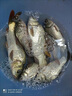 川澤快鎖夜光漂咬鉤變色硬尾浮漂高靈敏日夜兩用醒目魚漂釣鯽魚電子漂 PV-01-1【主攻鯽魚】吃鉛1.8g 【咬鉤變色】硬尾+5粒電池 曬單實(shí)拍圖