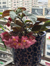 竹節(jié)花苞開(kāi)花海棠花海棠盆栽大葉斑點(diǎn)秋海棠四季花卉陽(yáng)臺(tái)植物室內(nèi) 麻葉海棠2盆 曬單實(shí)拍圖