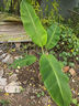 夢(mèng)開(kāi)始芭蕉樹(shù)苗地栽盆栽綠植香蕉苗粉蕉庭院芭蕉樹(shù)耐寒觀(guān)賞北方室外好養 芭蕉樹(shù)苗100～120厘米高1棵帶士 基地直銷(xiāo) 曬單實(shí)拍圖