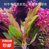【京東物流】水草套餐 好養(yǎng)耐活真水草植物綠菊大葉綠九冠魚缸 紅九冠兩顆送陶瓷環(huán) 曬單實拍圖